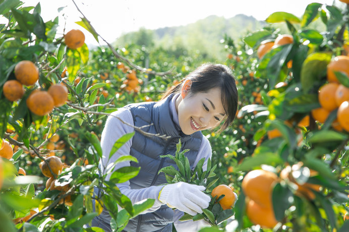 画像: 甘そうなみかんを探してみましょう(画像はイメージ)