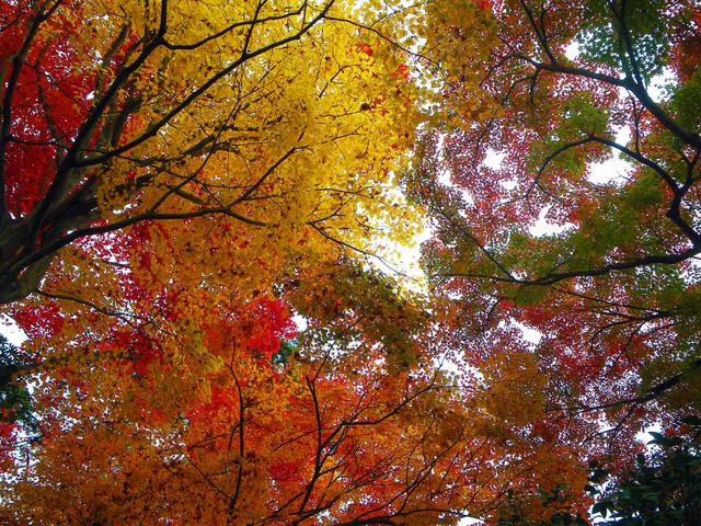画像: 筆者撮影 11月 ツーリング先の紅葉【大阪府・箕面市(みのおし)】