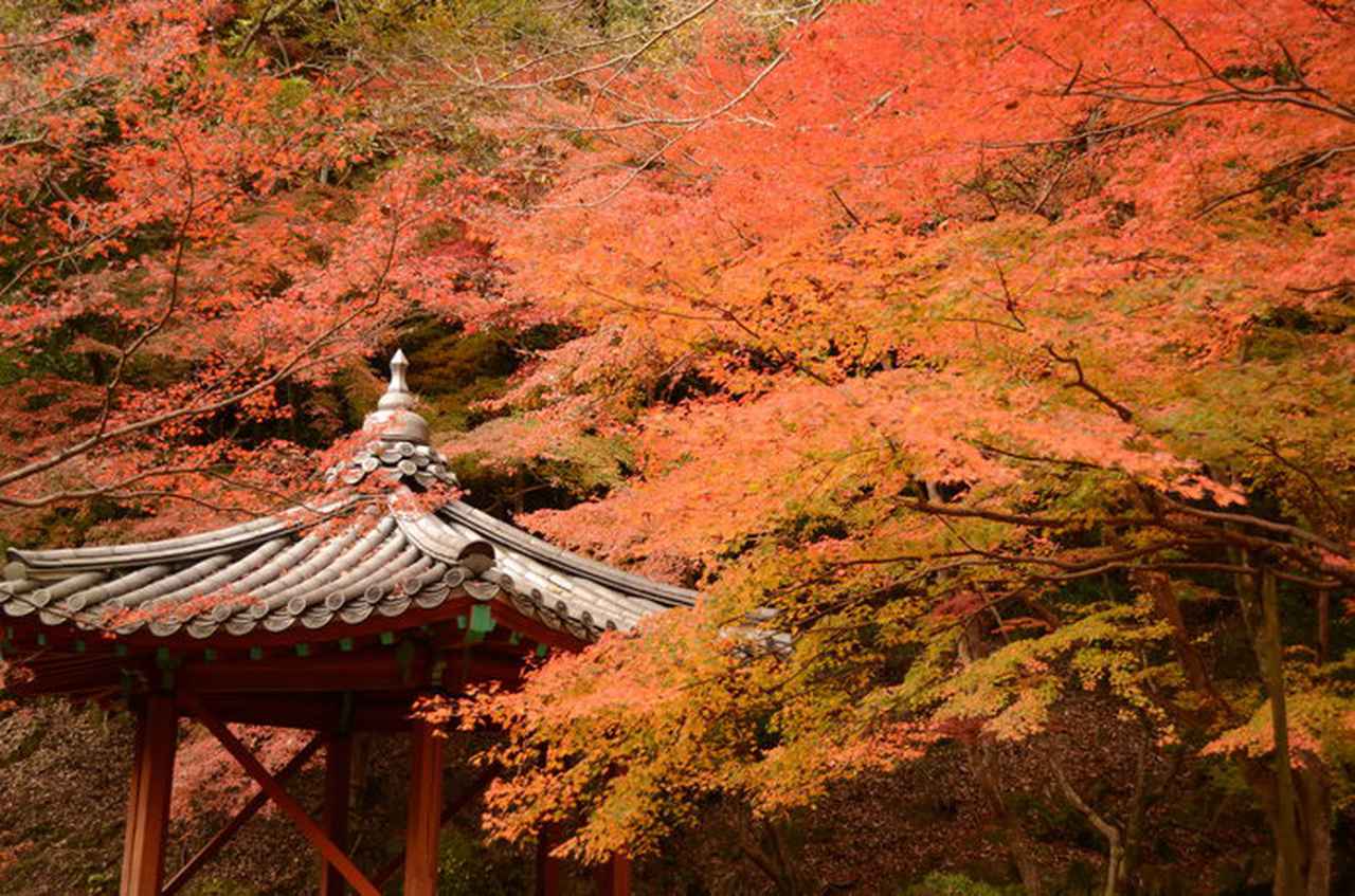画像: 真っ赤に染まった「紅葉谷公園」
