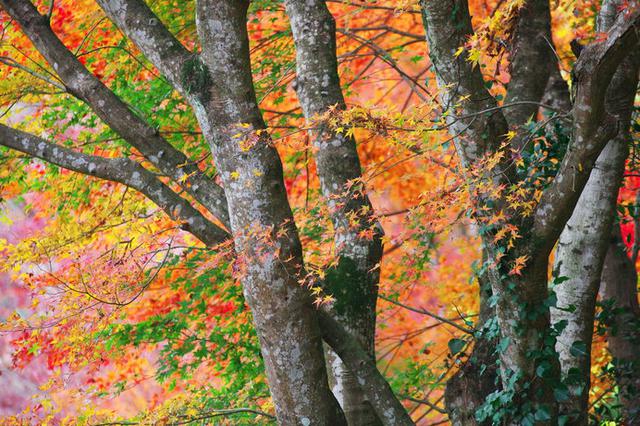 画像: 養老渓谷の紅葉(千葉県)