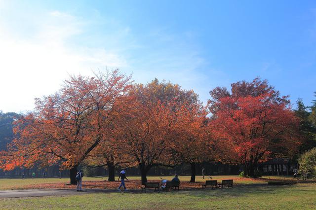 画像: 紅葉時期の砧公園