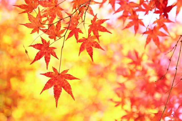 画像: モミジが色鮮やかな季節となりました!