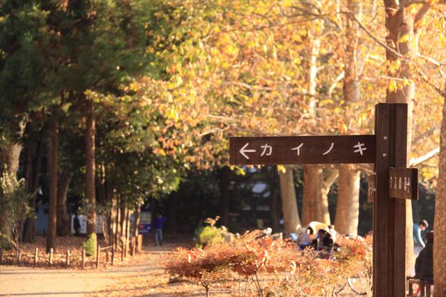 画像: 外国産樹木カイノキ