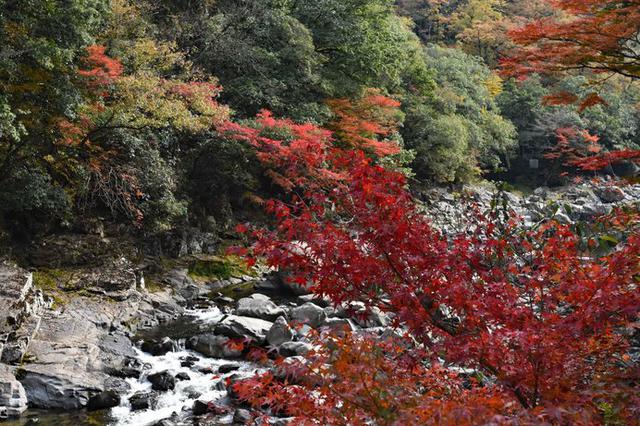 画像: 「長門峡(ちょうもんきょう)」を染め上げる紅葉