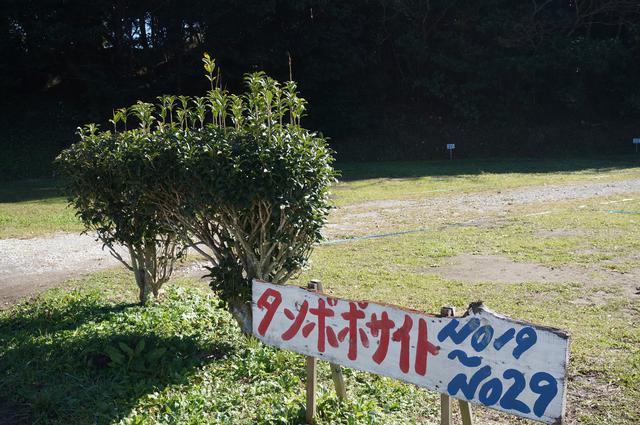 画像: 筆者撮影「人気のタンポポサイト」