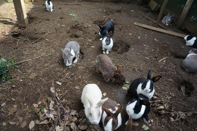 画像: 筆者撮影「食欲旺盛なウサギたち」