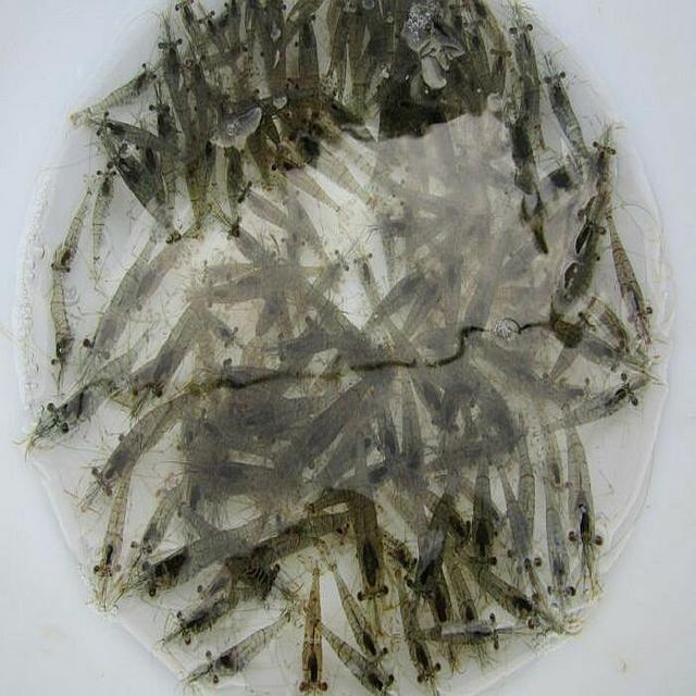 画像2: 【釣り初心者も必見】意外に簡単に釣れる!美味しいイカを自分で釣って絶品料理を作ってみよう!