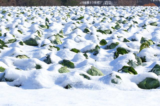 画像3: 写真はイメージです