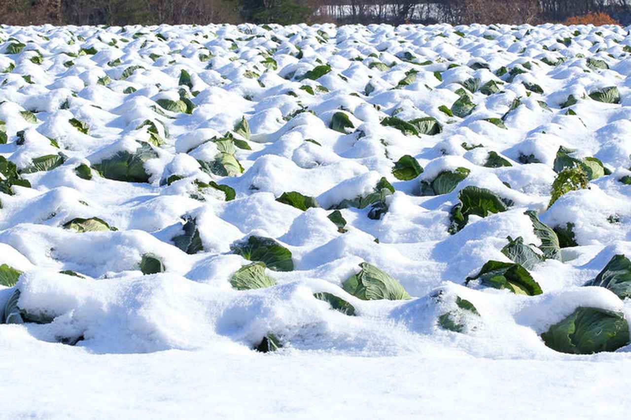 画像3: 写真はイメージです
