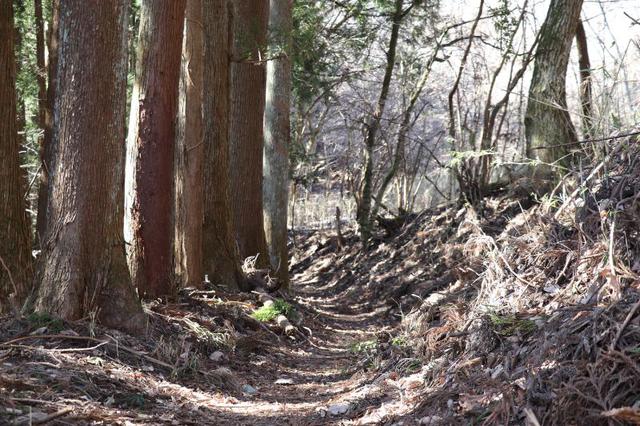 画像: 筆者撮影・倉岳山の登山道