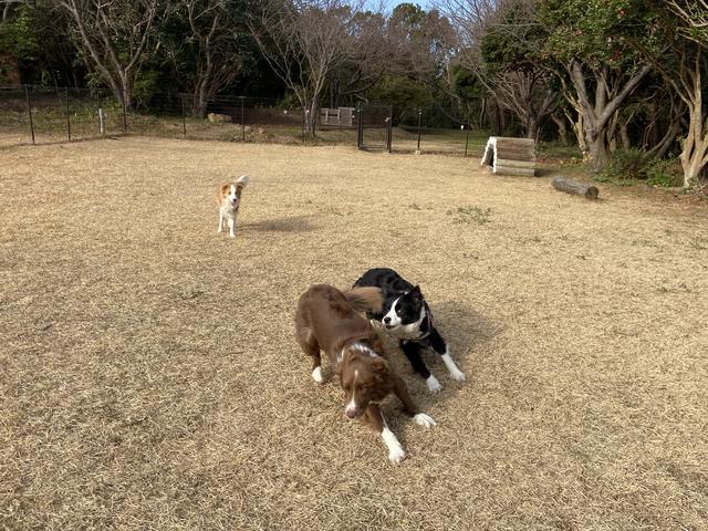 画像: 筆者撮影 ※ドッグラン
