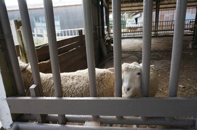 画像: 筆者撮影「ヒツジやヤギ、ウサギなどの動物と触れ合える」