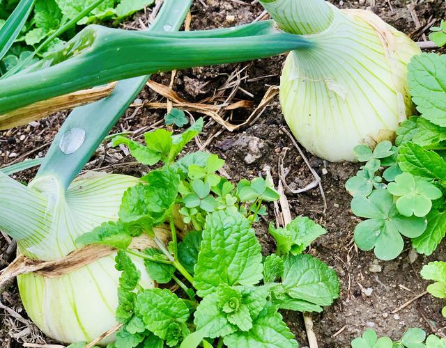 画像: 春の旬の味「新玉ねぎ」を簡単レシピで味わおう 甘くて柔らかい食感が特徴で生でも美味しく食べられる