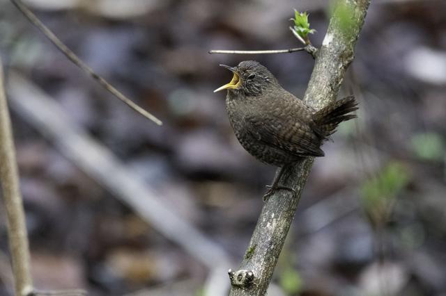画像: 野鳥の鳴き声 イメージ