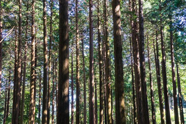 画像: ハンモック? 持ち運び可能なツリーハウス? 空中に設営できる「テントサイル」の特徴と設営条件とは!