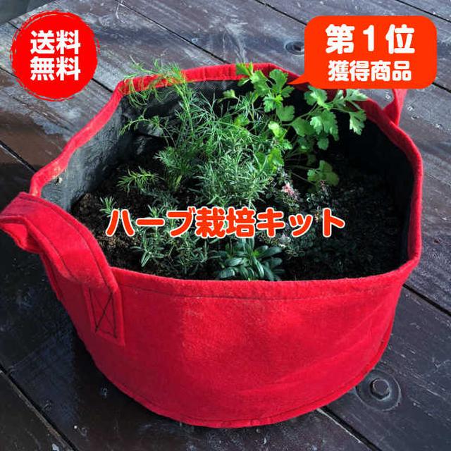 画像2: 【プランターで簡単家庭菜園】虫対策をして野菜作り&栽培キットに挑戦してみよう