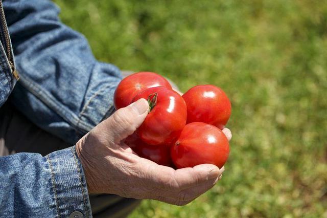 画像: 抗酸化物質「リコピン」など栄養豊富なトマト 体内の熱を冷まし、食欲不振など夏バテにも◎