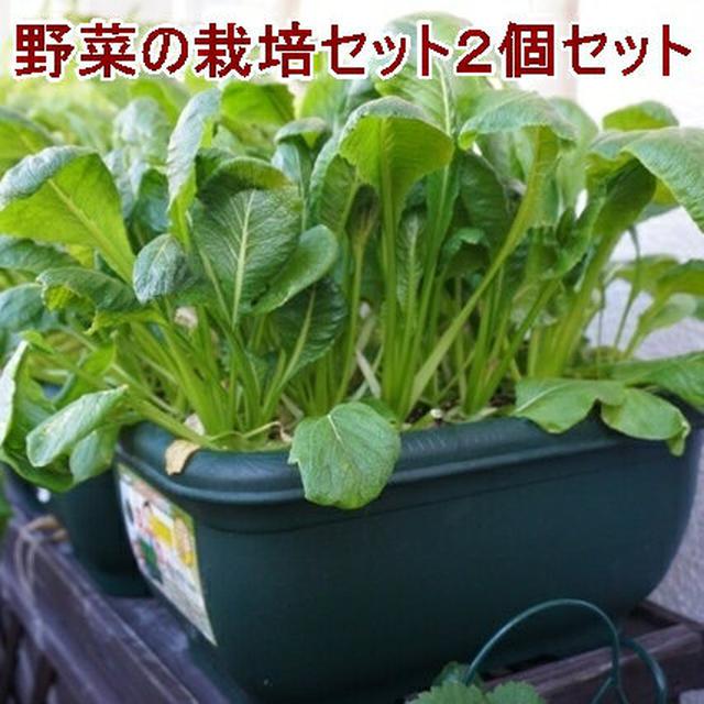 画像4: 【プランター菜園】プランターで手軽に野菜を栽培しよう! 色とりどりのベランダ菜園