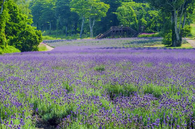 画像1: ※写真はイメージです