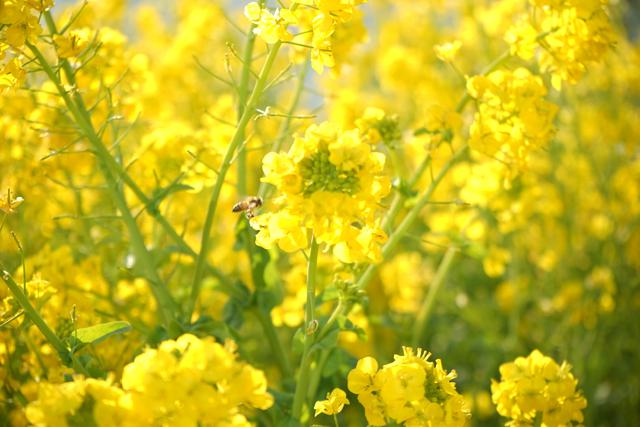 画像: 菜の花は春が旬の食材! 栄養価の高い緑黄色野菜でアクが少なく調理がラク!