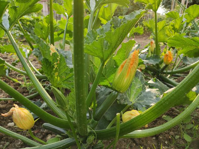 画像: 実がなり始めた我が家の菜園 (筆者撮影)