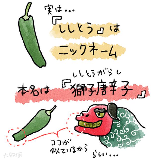 画像2: 夏野菜のししとうは疲労回復・美肌効果など栄養たっぷり食材! 美味しく食べられるレシピをご紹介!