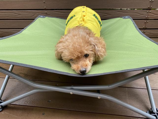 画像2: 愛犬とのキャンプに必要な物③寝床編『ドックコット』が便利です!