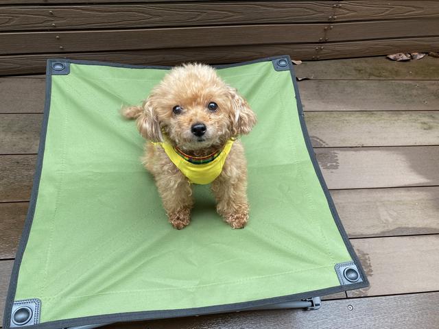 画像1: 愛犬とのキャンプに必要な物③寝床編『ドックコット』が便利です!
