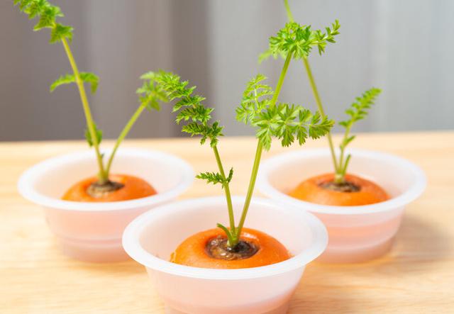 画像: 馴染みの野菜のヘタでも挑戦できます。捨てないで!