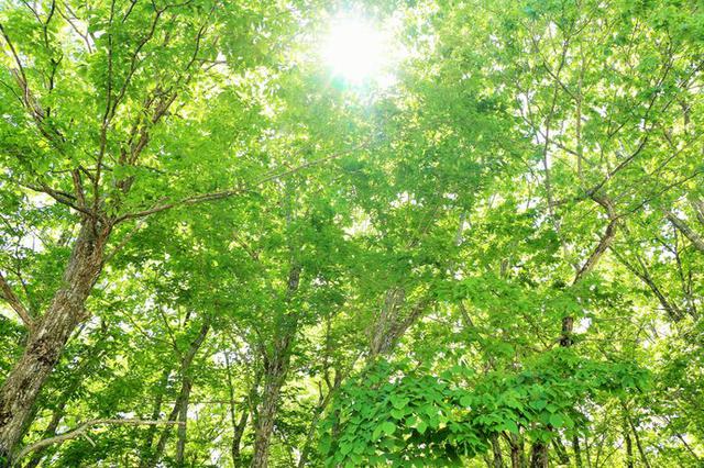 画像: おうちグリーンを始めてみよう