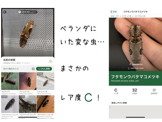 画像: 筆者作成 バイオームを知る前なら無視していたであろう虫がまさかのレアもの!