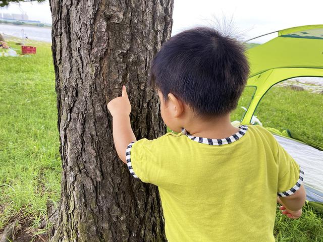 画像: 筆者撮影 松にアリがいることを発見した息子