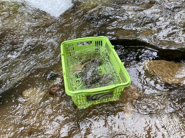 画像: 生簀代わりのカゴは中に石を入れて流されないようにします (筆者撮影)