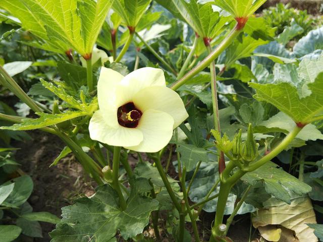 画像: 筆者撮影 オクラの花