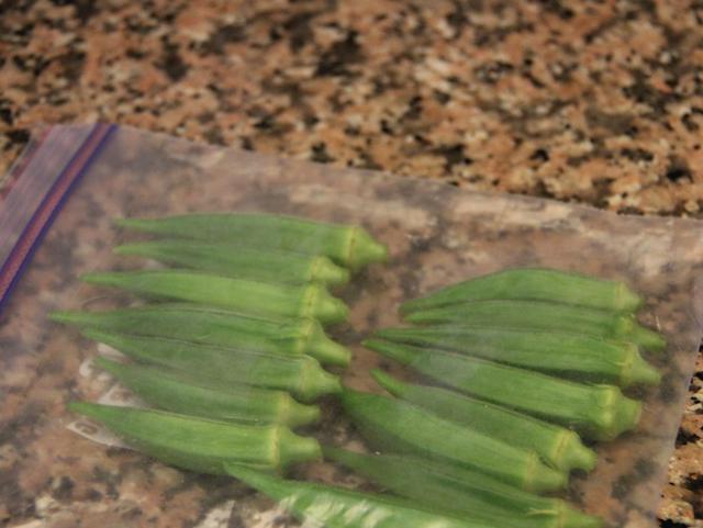 画像: 筆者撮影 冷凍保存用袋に並べ入れる