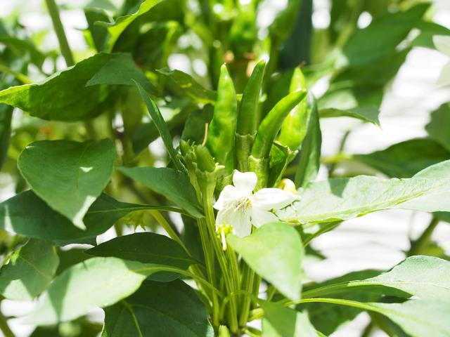画像: 筆者撮影 「鷹の爪」の実と花