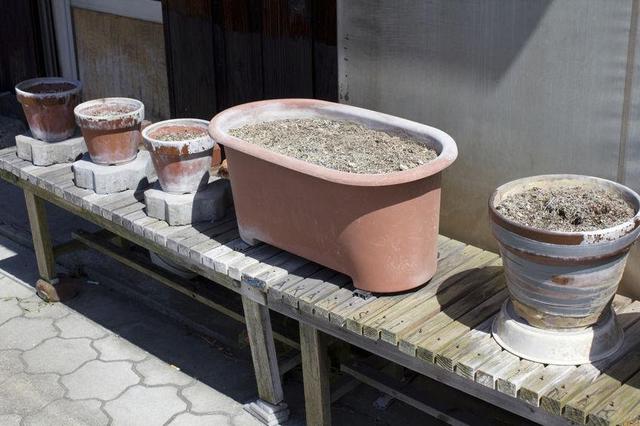 画像: まずは唐辛子の苗を購入!プランターに植え付けよう