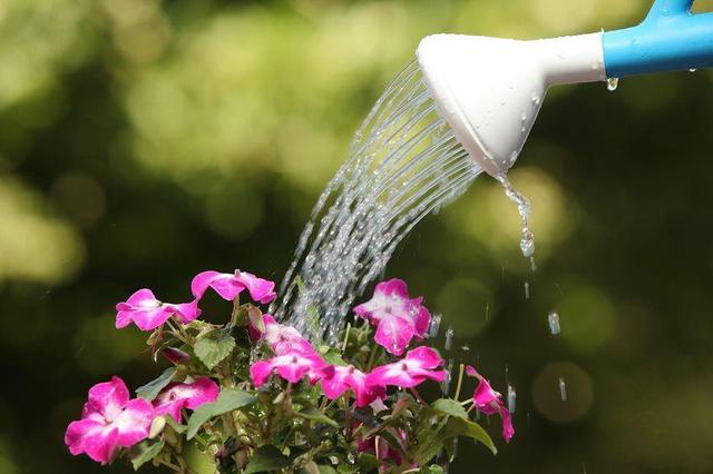画像: 夏の水切れには注意 毎日の水やりを忘れずに!