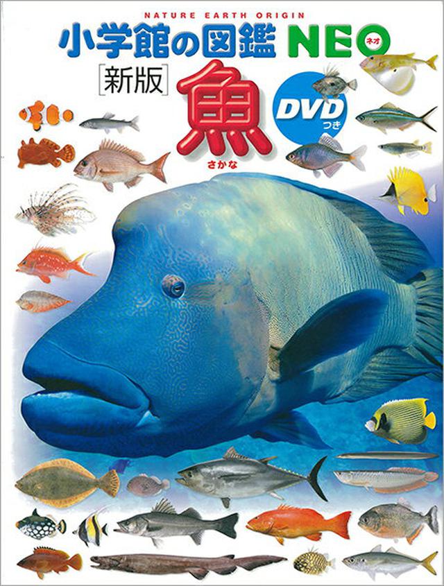 画像6: 【関東近郊】磯遊びを楽しむコツとおすすめスポットをご紹介!海の生きものを観察しよう