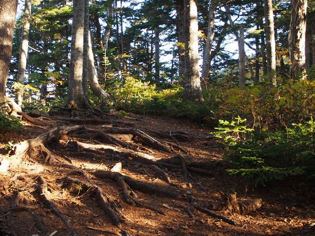 画像: 木の幹が這う登山道 (筆者撮影)