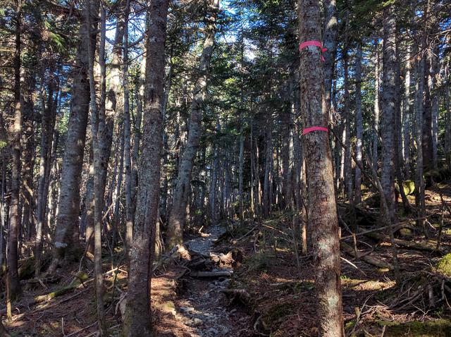 画像: 蝶ヶ岳へと登っていく道は針葉樹林に覆われている (筆者撮影)