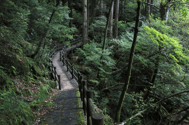 画像: 縄文杉トレッキングは通年可能だが避けたい時期もある!? 時間に余裕を持って登山する方がベスト