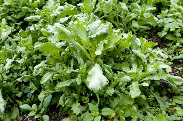 画像: ベランダ菜園におすすめの野菜その2:春菊