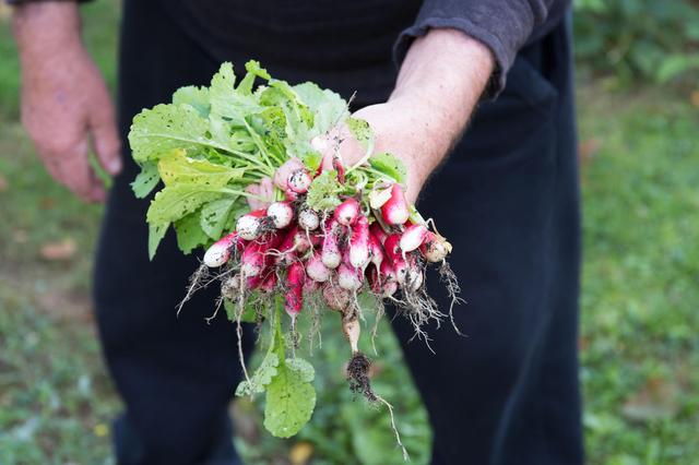 画像: ベランダ菜園におすすめのミニ野菜その2:はつか大根(ラディッシュ)