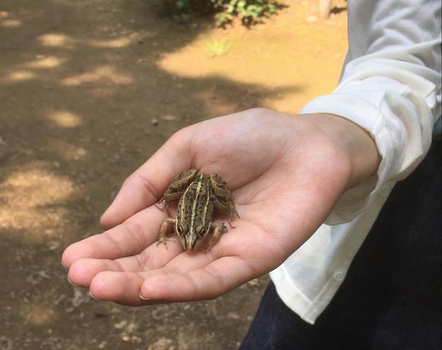 画像: 素手でカエルを捕まえました (筆者撮影)