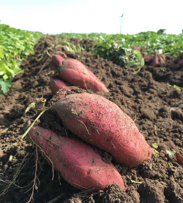 画像: 「さつまいも」は白米とほぼ同じカロリー!? 食物繊維・ビタミンが豊富でキャンプおやつとして◎