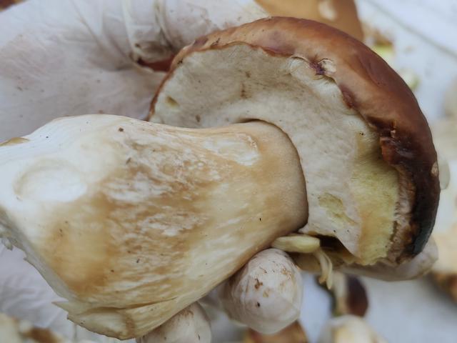 画像: ポルチーニの特徴②:傘の裏がスポンジ状 (筆者撮影)