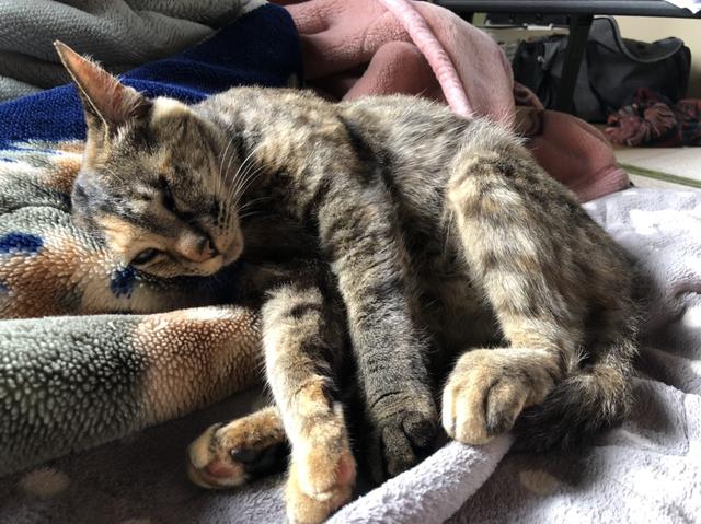画像: 愛猫・まーちゃん (筆者撮影)