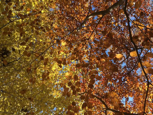 画像: カヤックから見上げた紅葉 (筆者撮影)