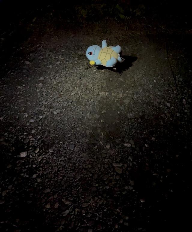 画像: 筆者撮影 野生のゼニガメが現れた!